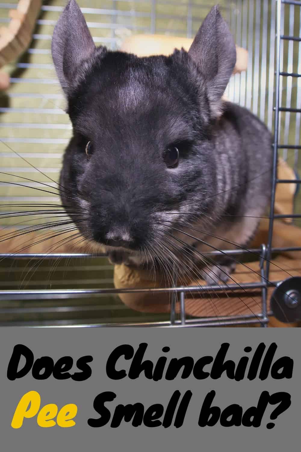 Do Chinchillas Pee Smell