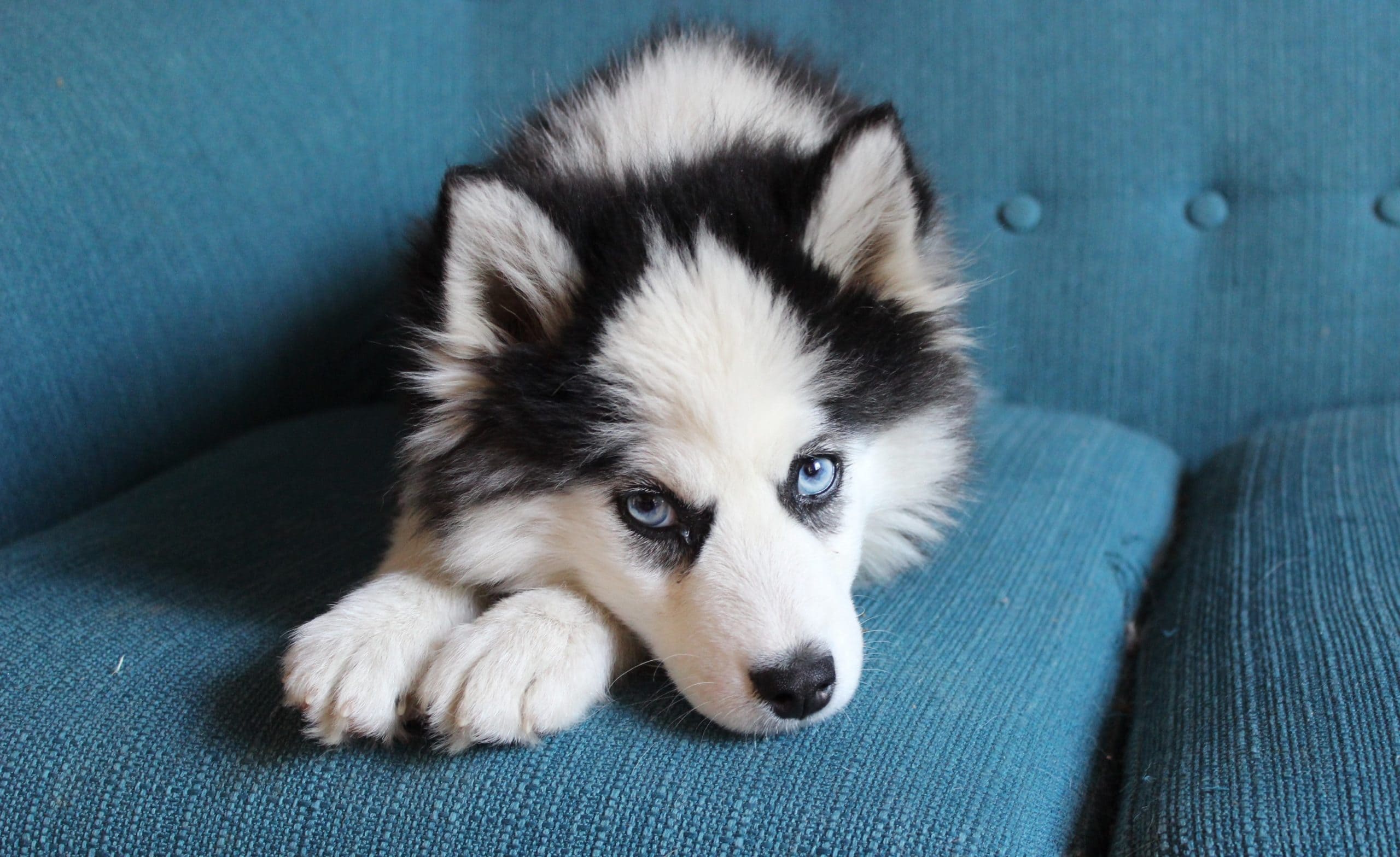 Pomsky blue eyes
