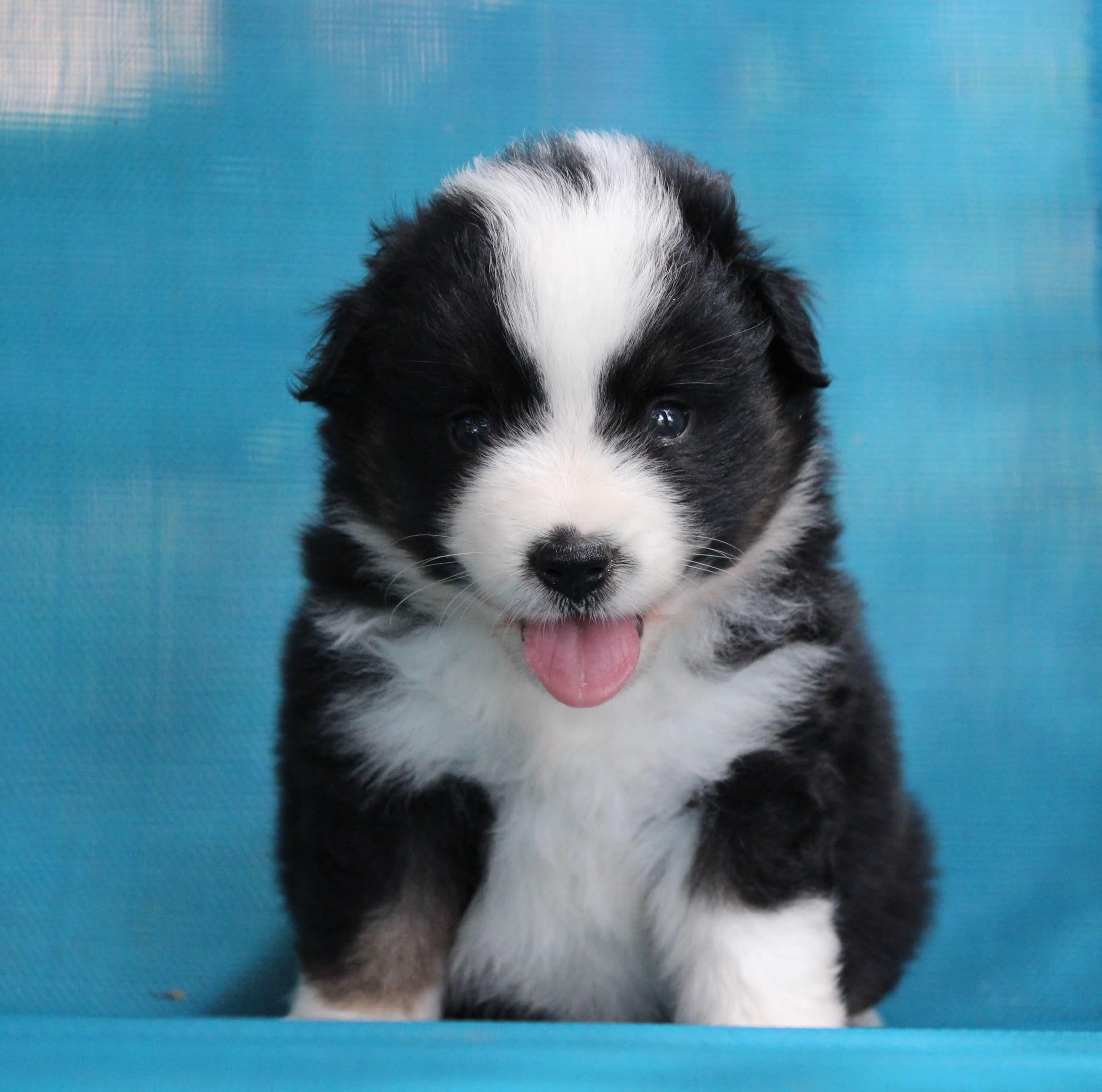 Toy Australian Shepherd