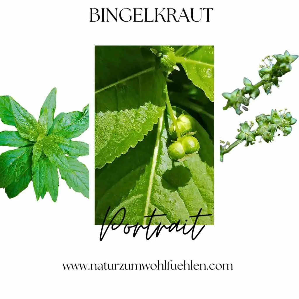 Bingelkraut