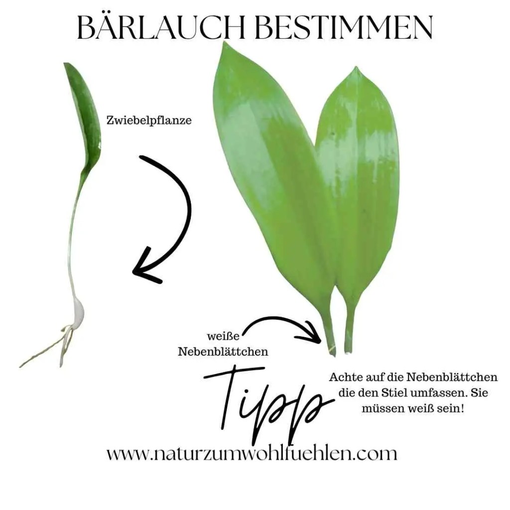Bärlauch bestimmen