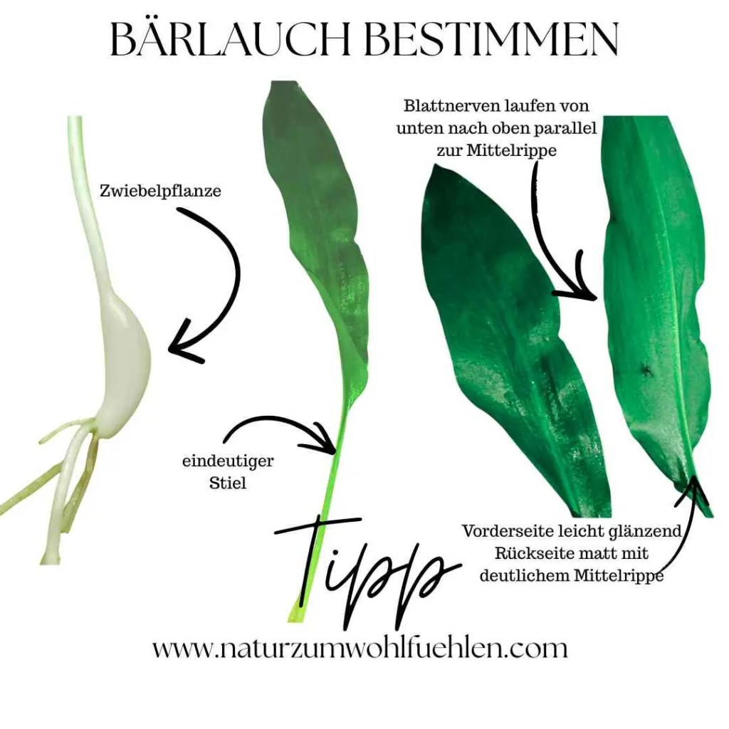 Bärlauch bestimmen