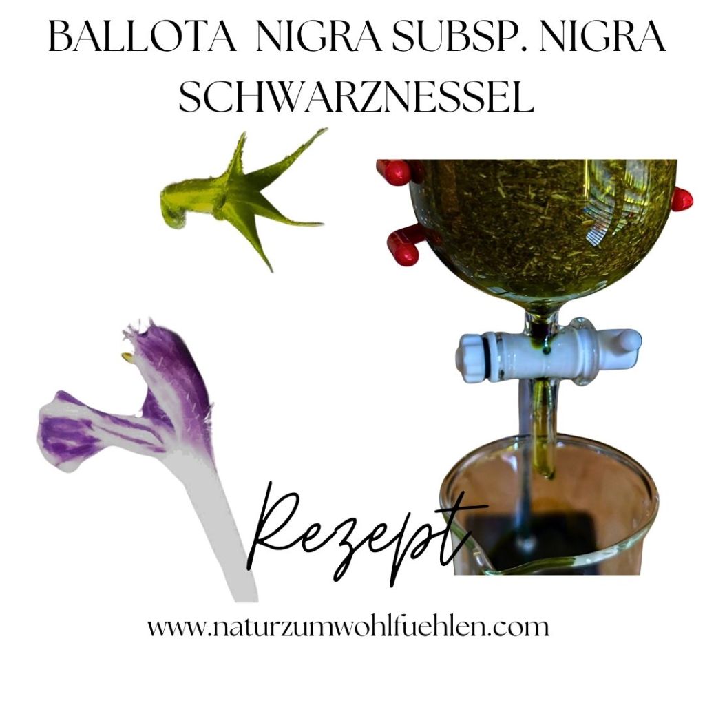 Illustration der Schwarznessel (_Ballota nigra_) mit Kräutern und einem Filtergerät, beschriftet mit "Rezept" und der Website www.naturzumwohlfuehlen.com.