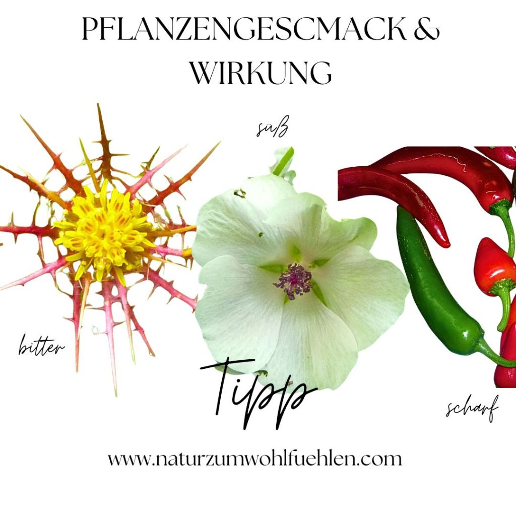 Pflanzengeschmack & Wirkung