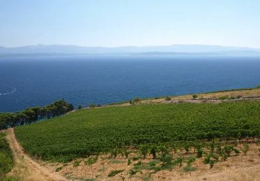 island wines