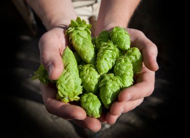 hops