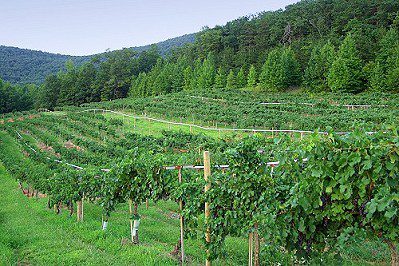 southern wineries