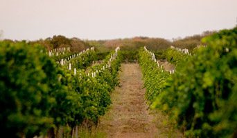 texas wine scene