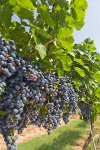 texas wine tours