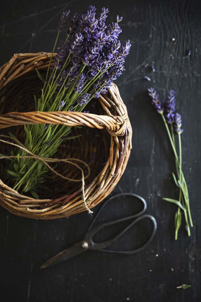 lavender syrup
