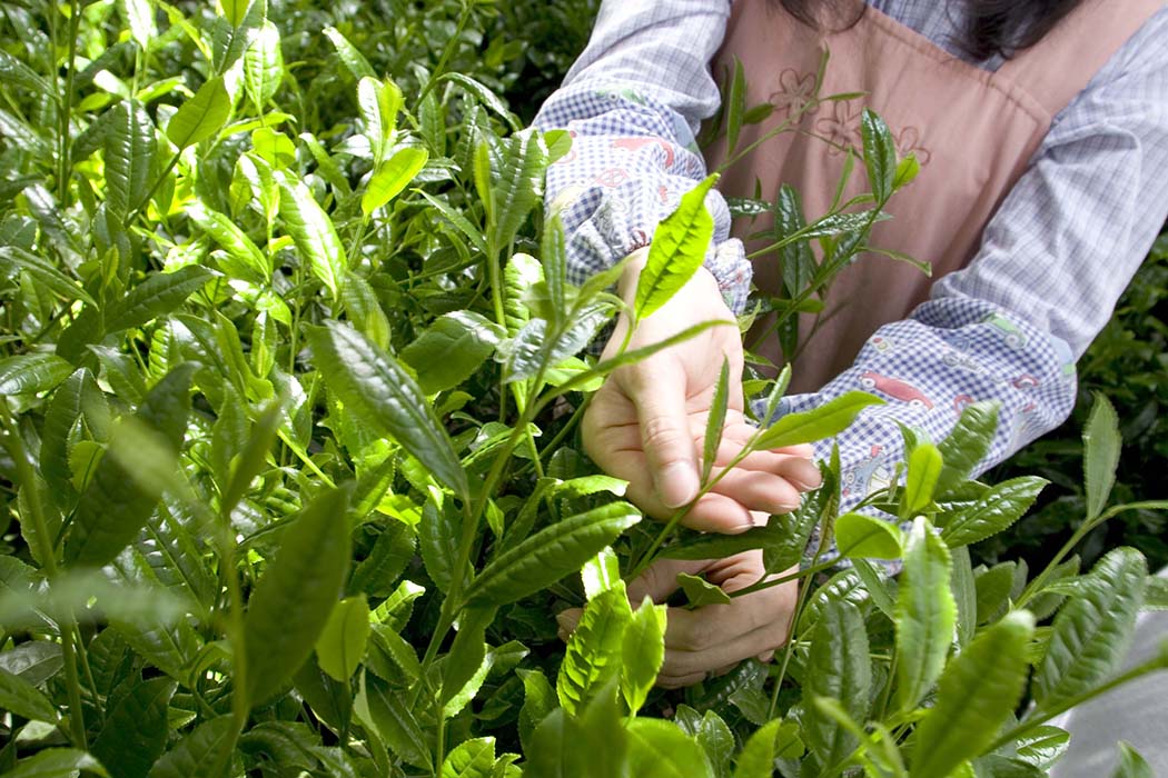 japanese green tea