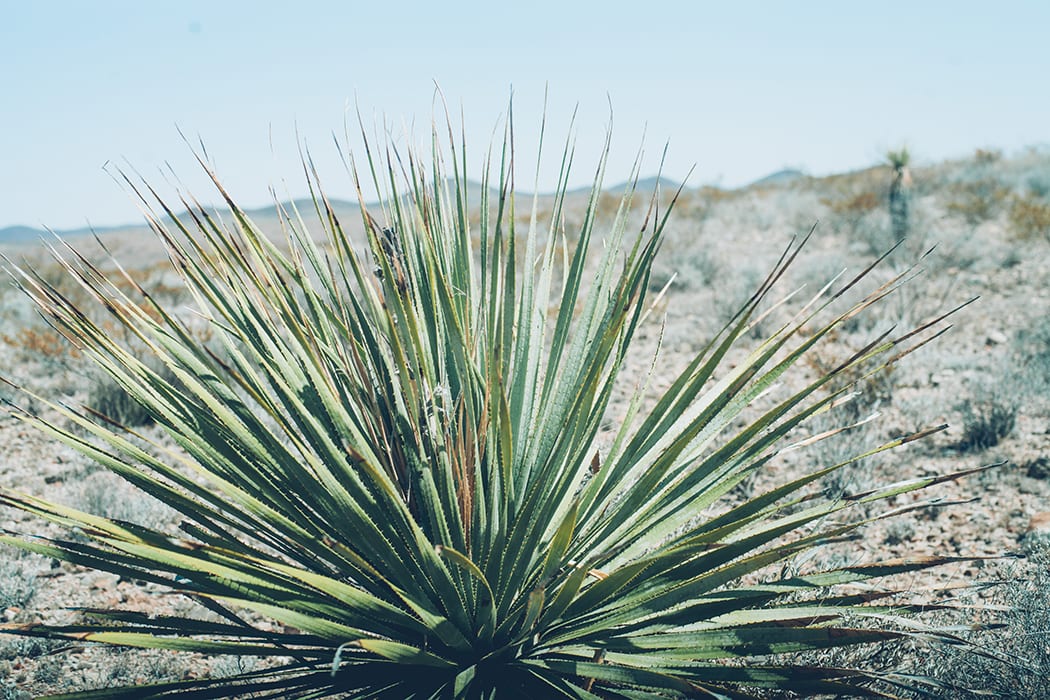 sotol