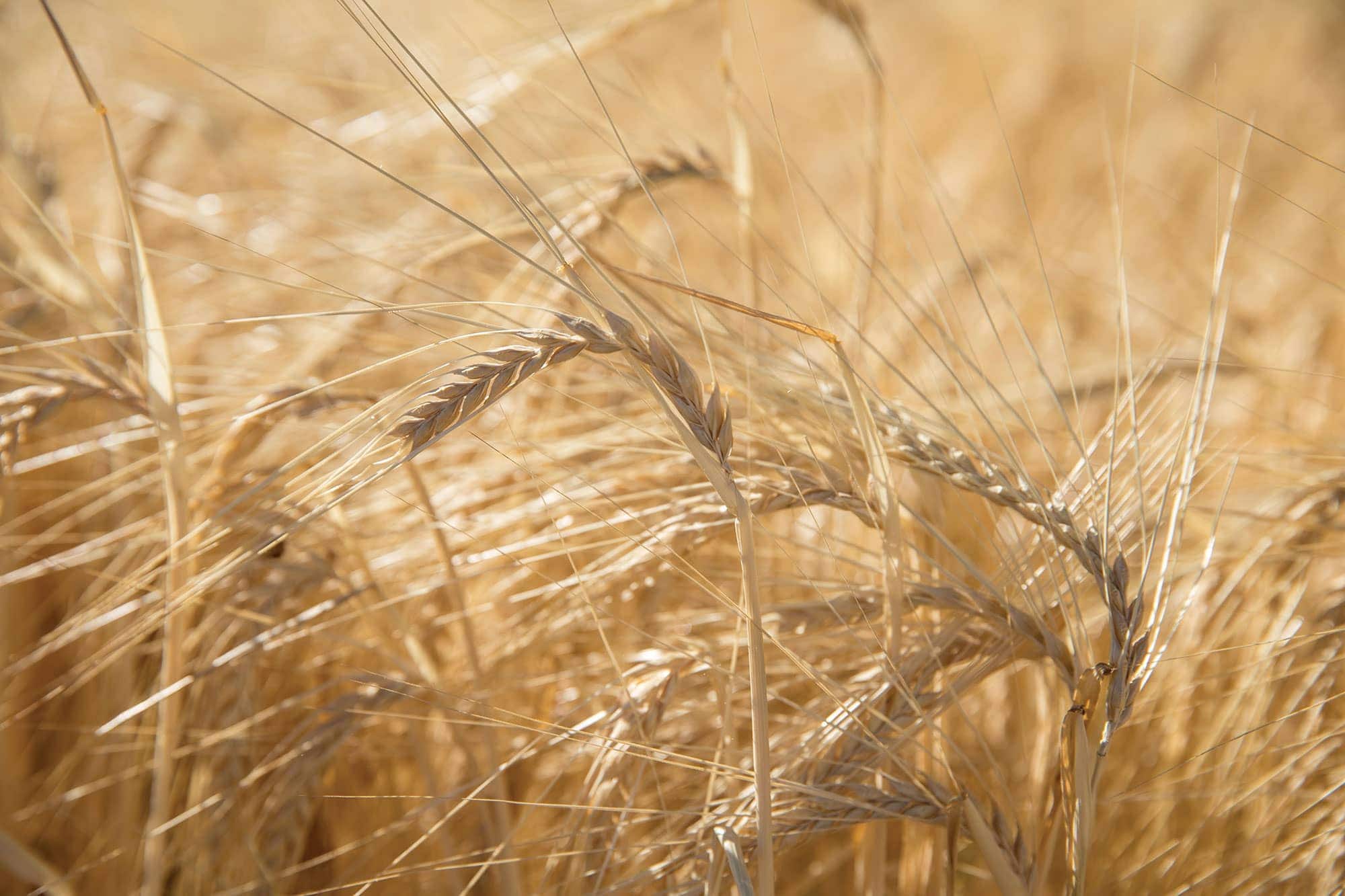 rye whiskey distillers rye field