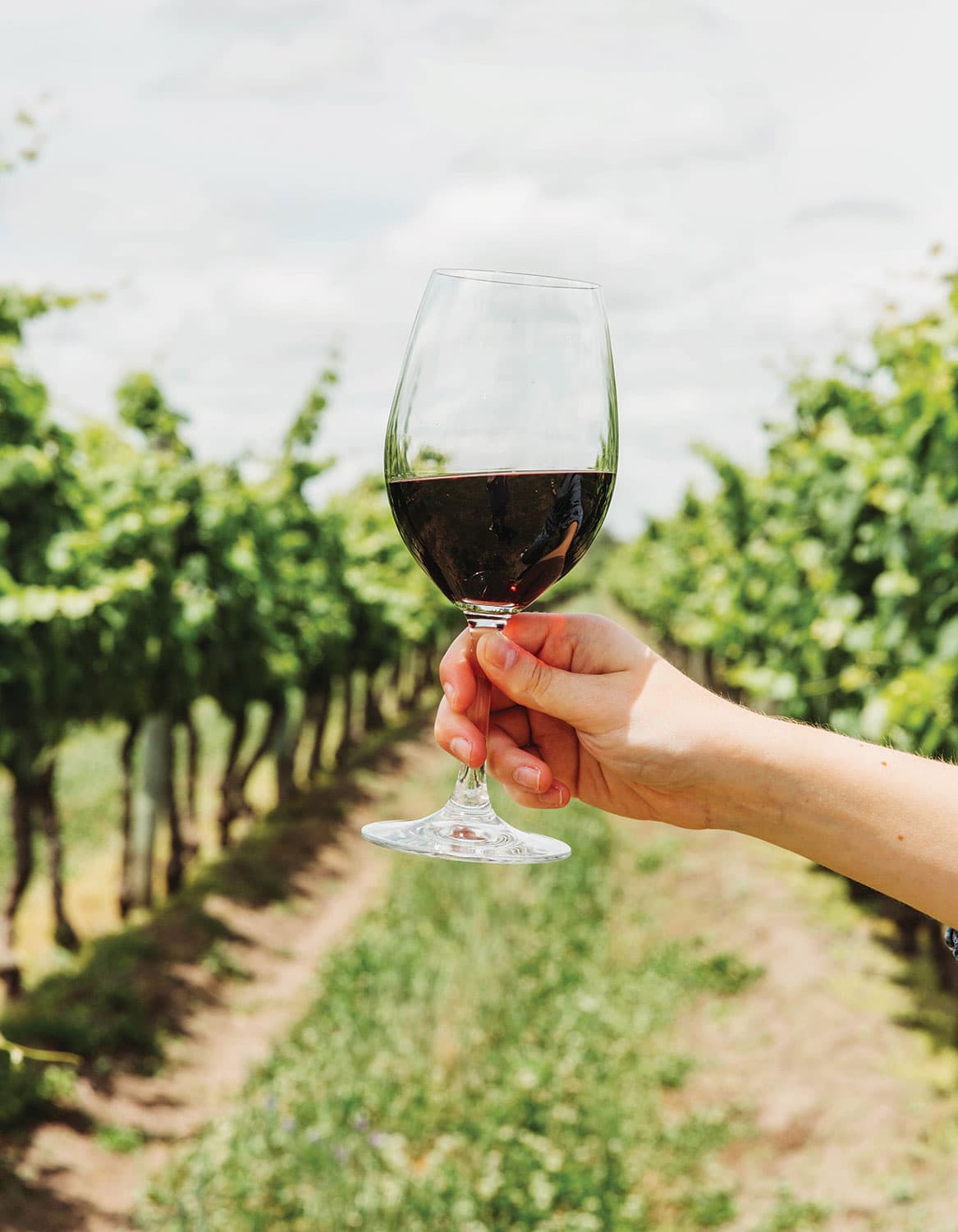 Uruguay Wine Marichal Tannat