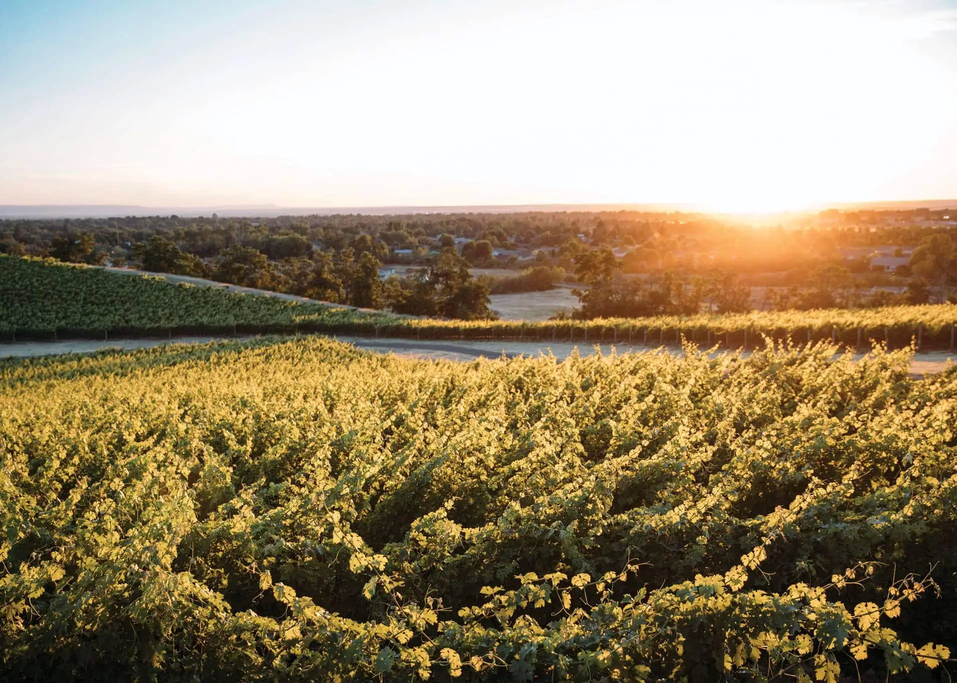Walla Walla Tranche vineyard