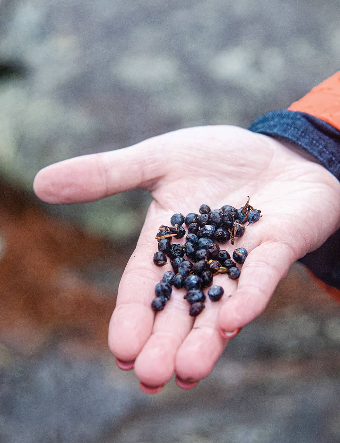 Native juniper foraging Chemist craft gin