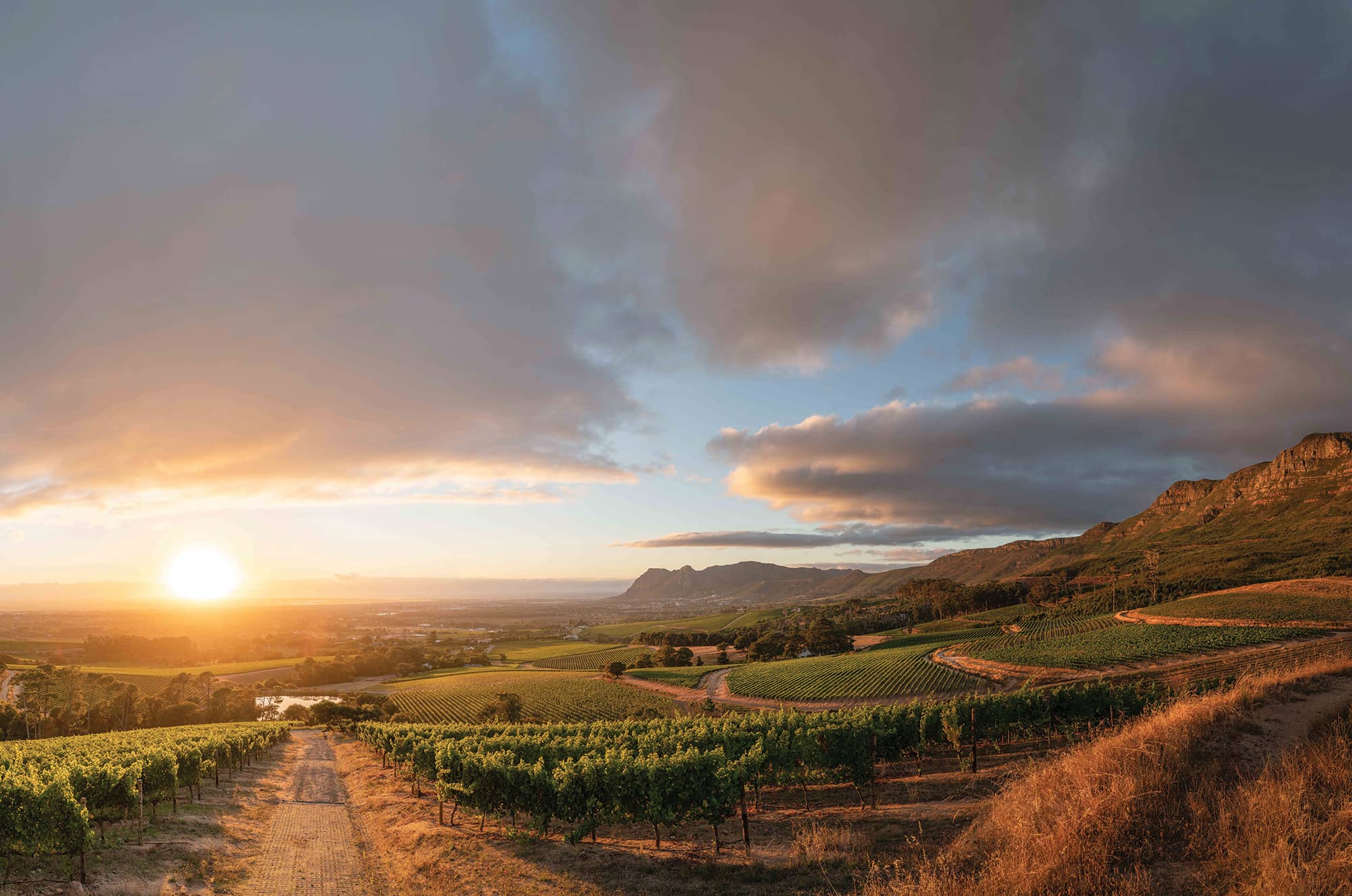 South African wine