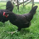 Augsburger Huhn des B236 tritt im Landsberger Stadttheater auf