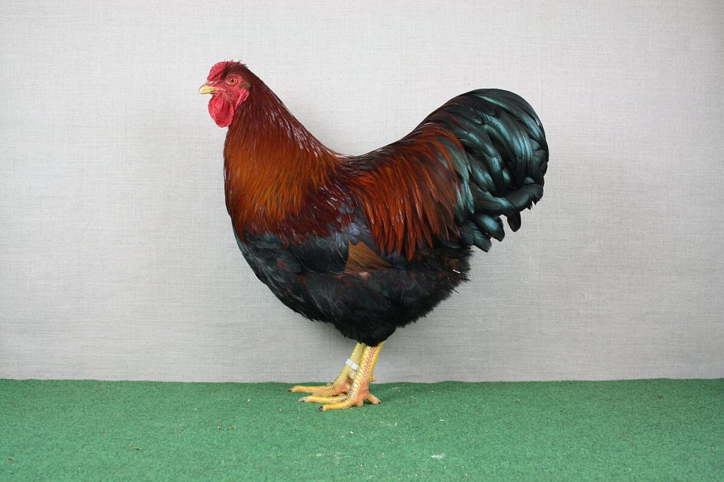 Dresdener Huhn