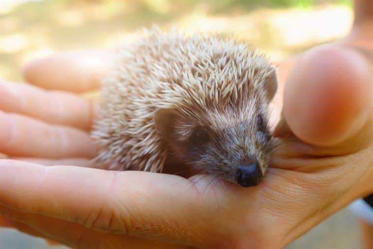 What Do Hedgehogs Smell Like?