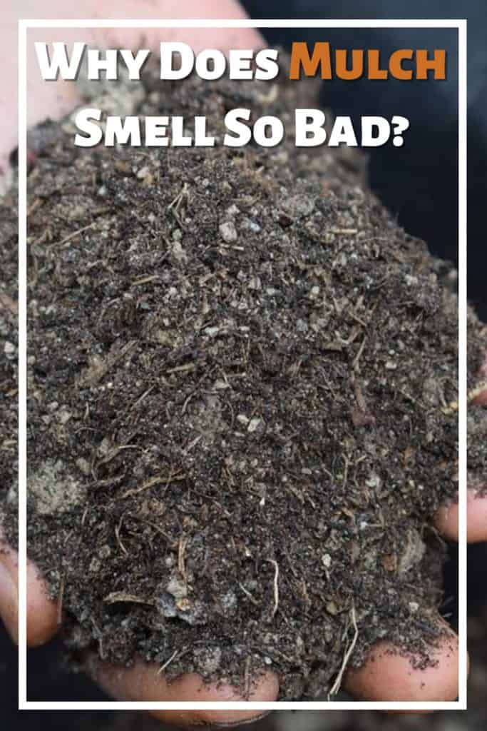 Why Does Mulch Smell So Bad? (And How To Fix It)
