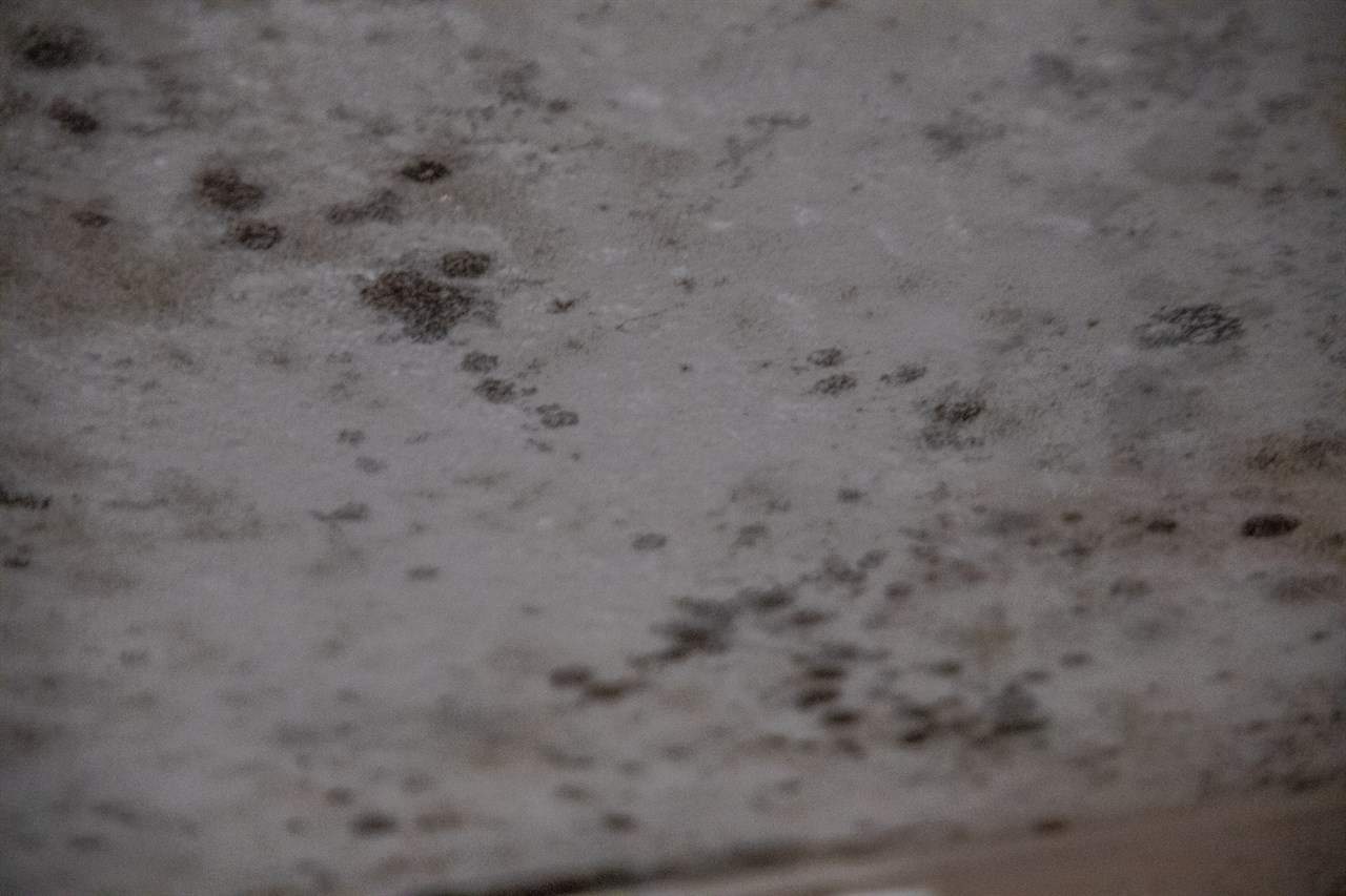 Do Dehumidifiers Kill Mold Effectively?