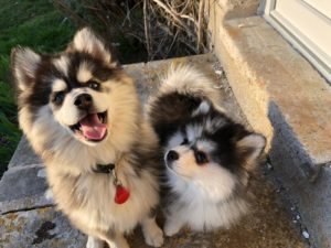 Joya-Cash-Pomsky-300x225 Caractère du Pomsky