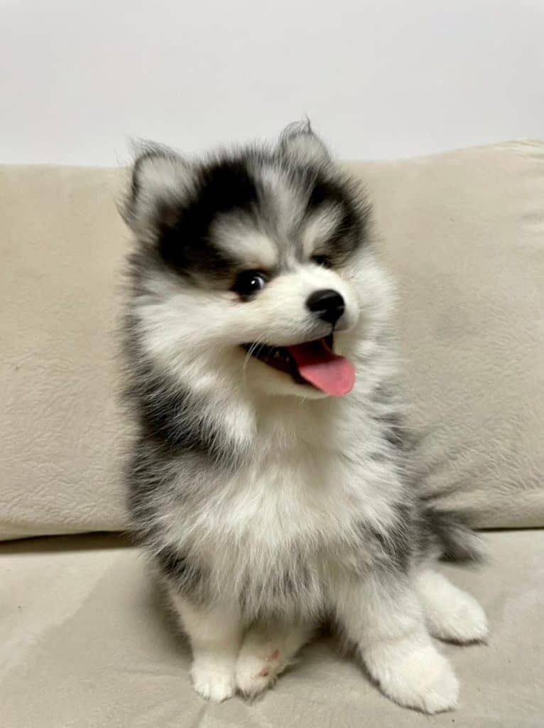 Chiot pomsky à vendre