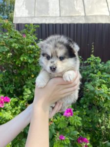 222146429_3963797050396945_7802226632168377866_n-225x300 Caractère Berger Américain