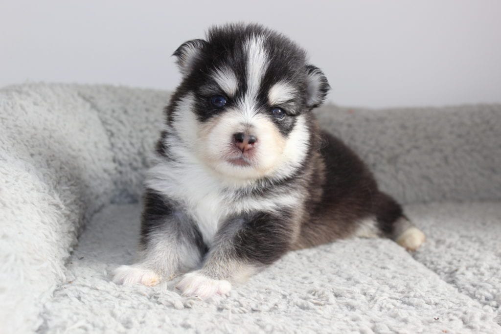 IMG_8117-1-1024x683 Toilettage et Entretien du Pomsky : Le Guide Pratique Complet