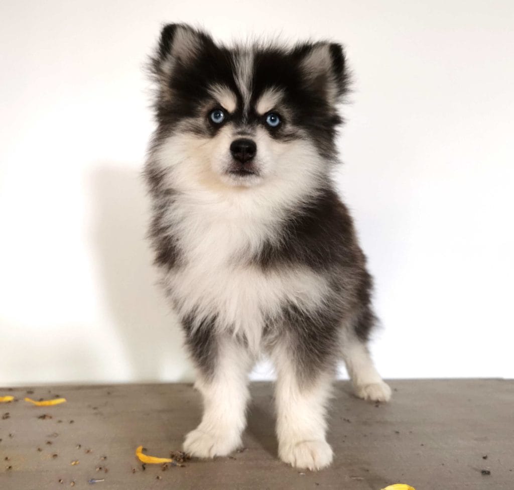 Pomsky F4