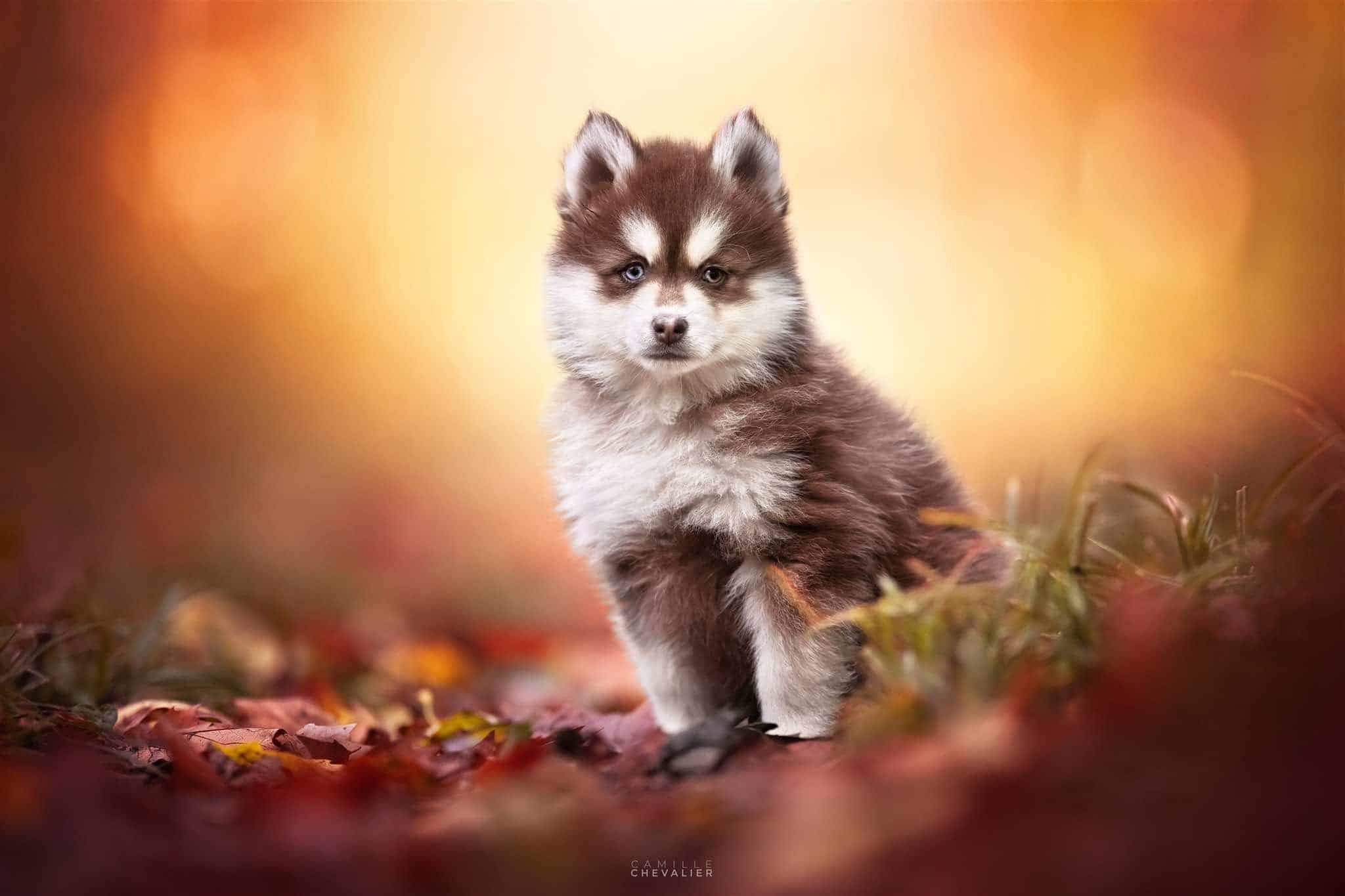 Elevage pomsky