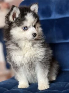 Image-1-225x300 Caractère Berger Américain