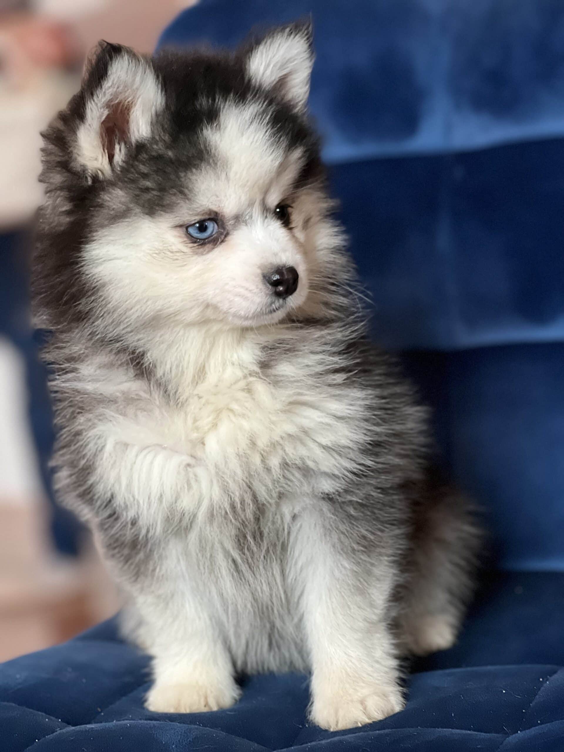 Pomsky Toy and Mini Husky Royaume des Galopins