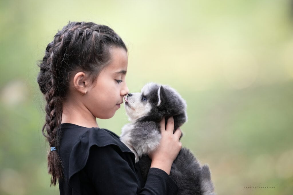 Pomsky et les enfants