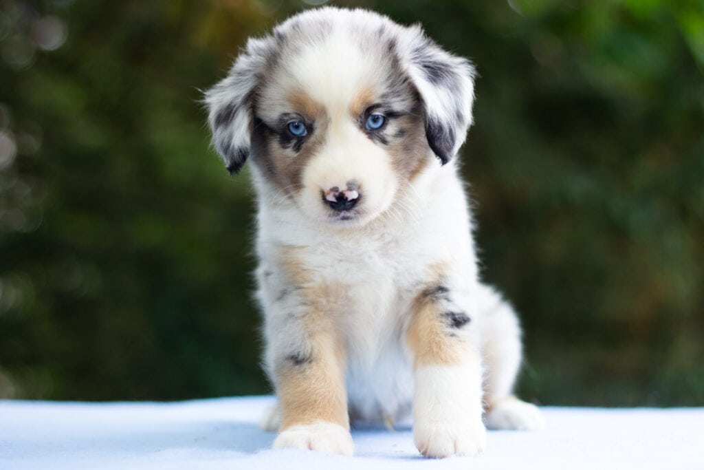 Mini Australian Shepherd