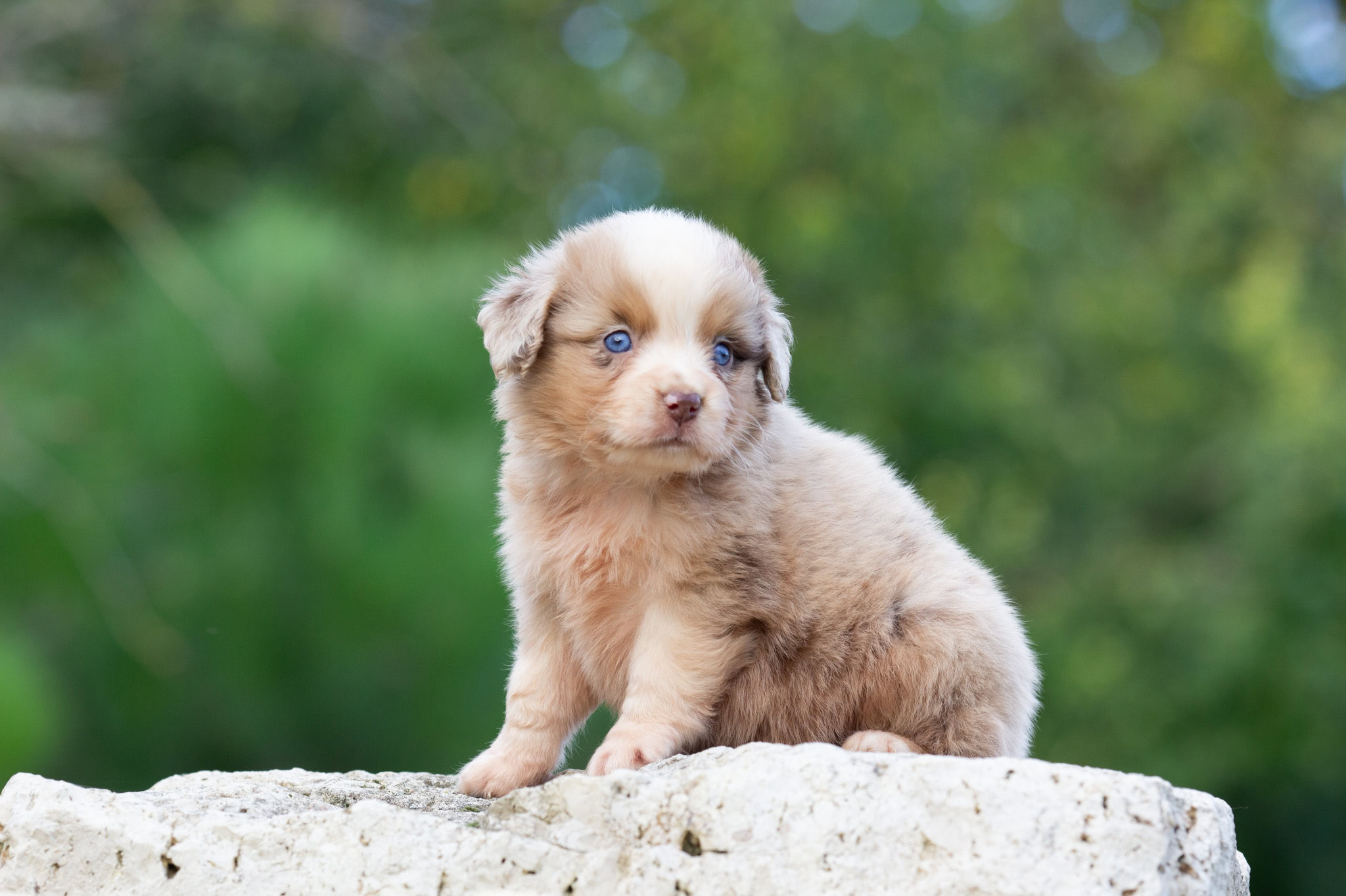 Miniature American Shepherd