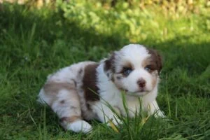 WhatsApp-Image-2026-02-25-at-18.35.44-300x200 Caractère Berger Américain