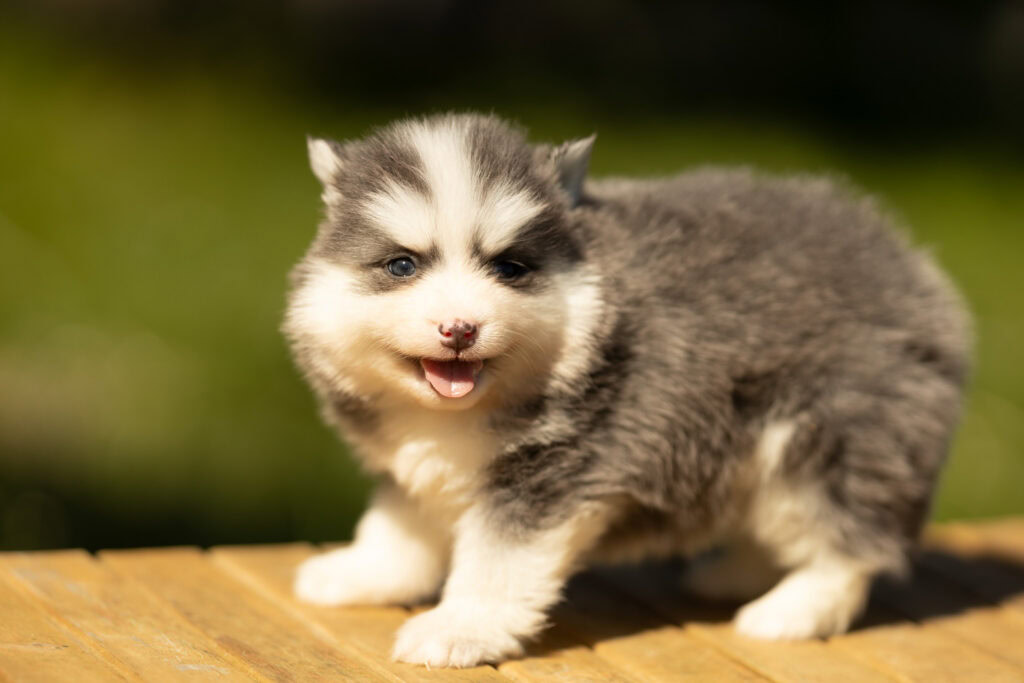 0E7A6665-1024x683 Nos Pomsky Disponibles