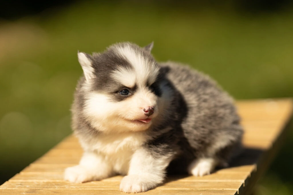 0E7A6679-2-1024x683 Nos Pomsky Disponibles