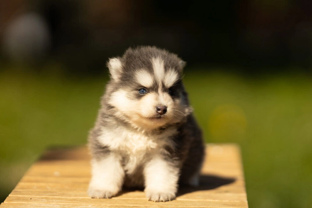 0E7A6746-1024x683 Nos Pomsky Disponibles