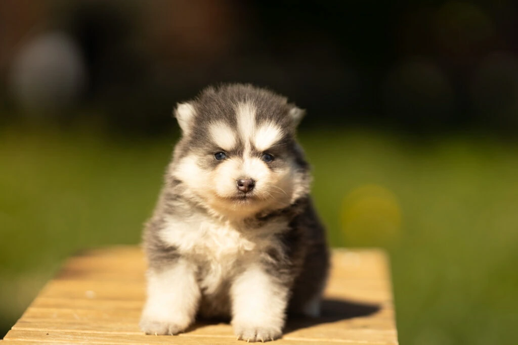 0E7A6754-1024x683 Nos Pomsky Disponibles