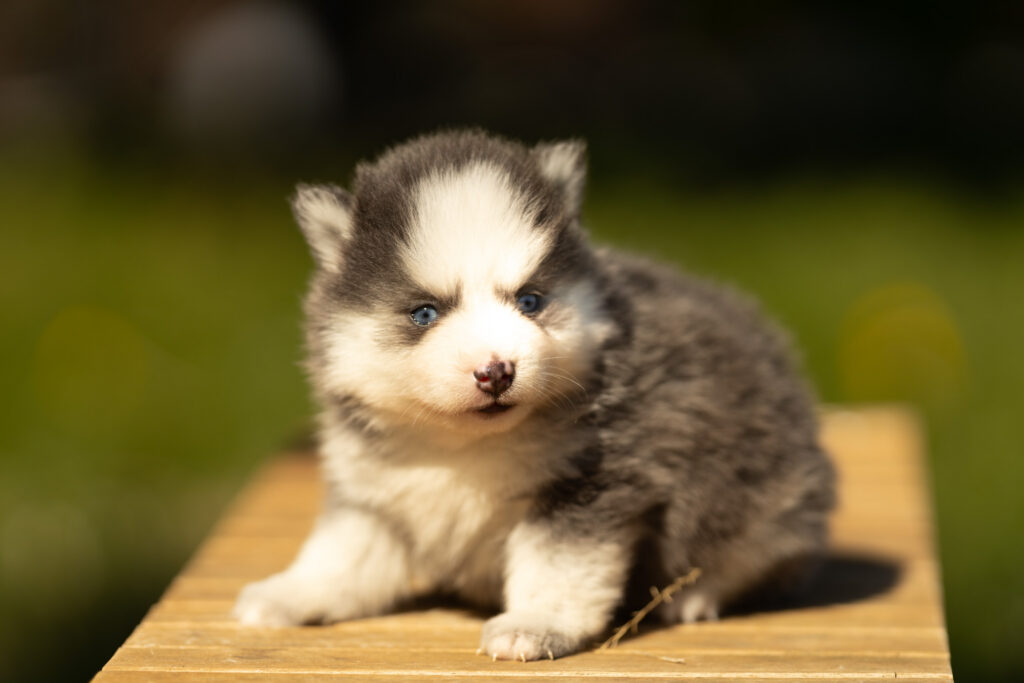 0E7A6782-1024x683 Nos Pomsky Disponibles