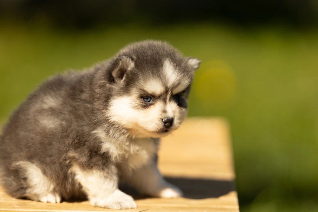 0E7A6835-1024x683 Nos Pomsky Disponibles