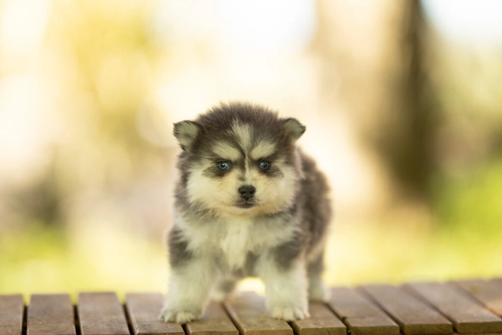 0E7A7250-1024x683 Nos Pomsky Disponibles