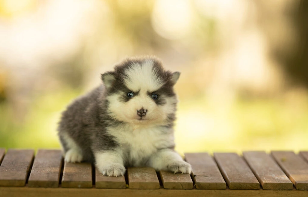 0E7A7288-1024x655 Nos Pomsky Disponibles