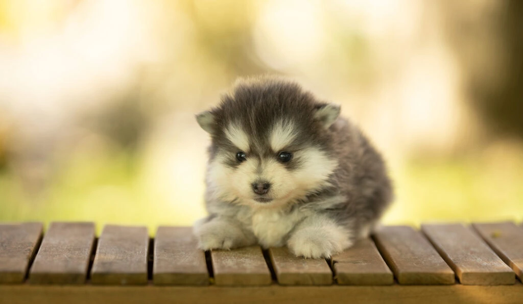 0E7A7304-1024x596 Nos Pomsky Disponibles