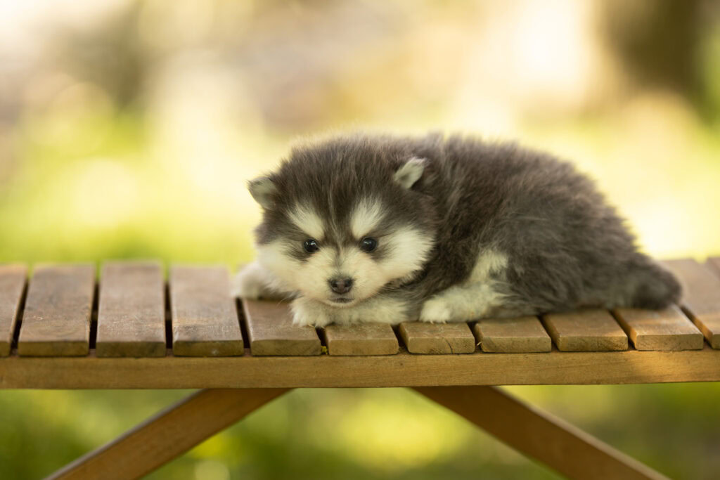 0E7A7317-1024x683 Nos Pomsky Disponibles