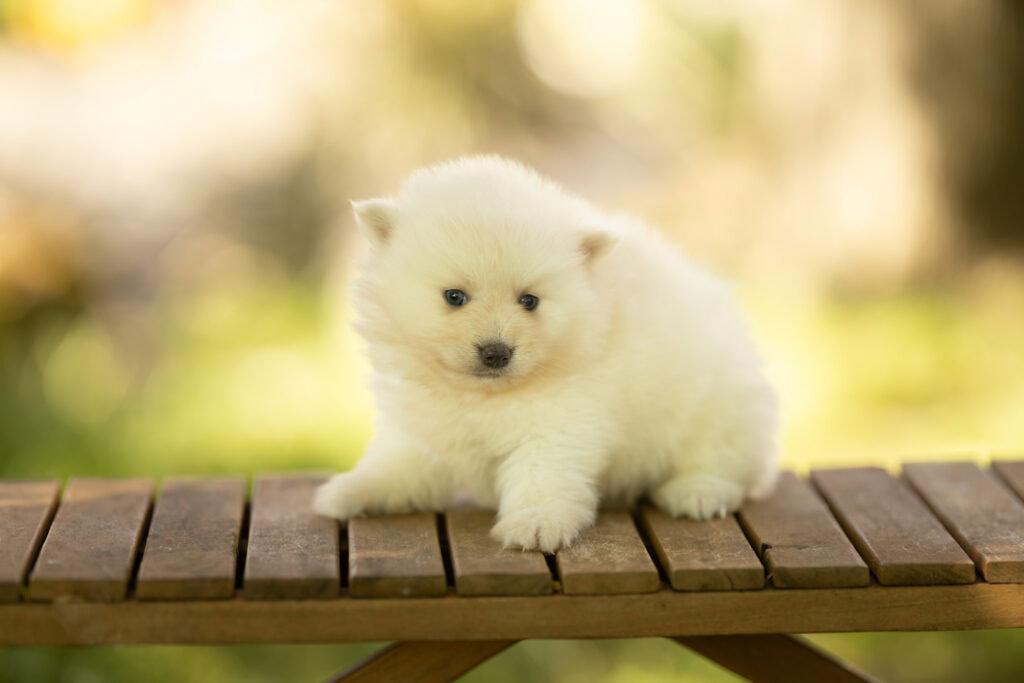 0E7A7335-1024x683 Nos Pomsky Disponibles