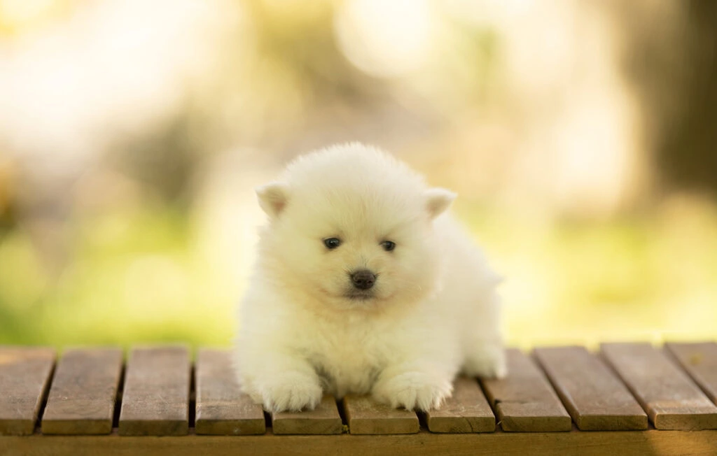 0E7A7349-1024x652 Nos Pomsky Disponibles